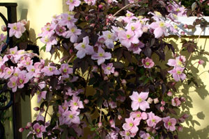 Clematis montana
